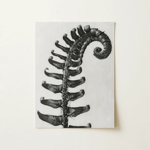 Polystichum Munitum (prickly Shield–fern) - Karl Blossfeldt Art Print / Canvas Black-and-white Photographic Fern Frond Detailed Leaflets