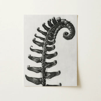 Polystichum Munitum (prickly Shield–fern) - Karl Blossfeldt Art Print / Canvas Black-and-white Photographic Fern Frond Detailed Leaflets