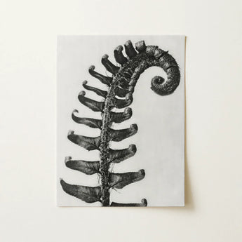 Polystichum Munitum (prickly Shield–fern) - Karl Blossfeldt Art Print / Canvas Black-and-white Photographic Print Fern Frond Detailed