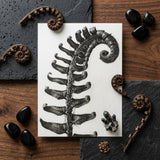 Polystichum Munitum (prickly Shield–fern) - Karl Blossfeldt Art Print / Canvas Black-and-white Printed Illustration Fern Frond White Card