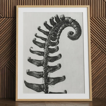 Polystichum Munitum (prickly Shield–fern) - Karl Blossfeldt Art Print / Canvas Framed Black-and-white Botanical Fern Frond Elegant Light,