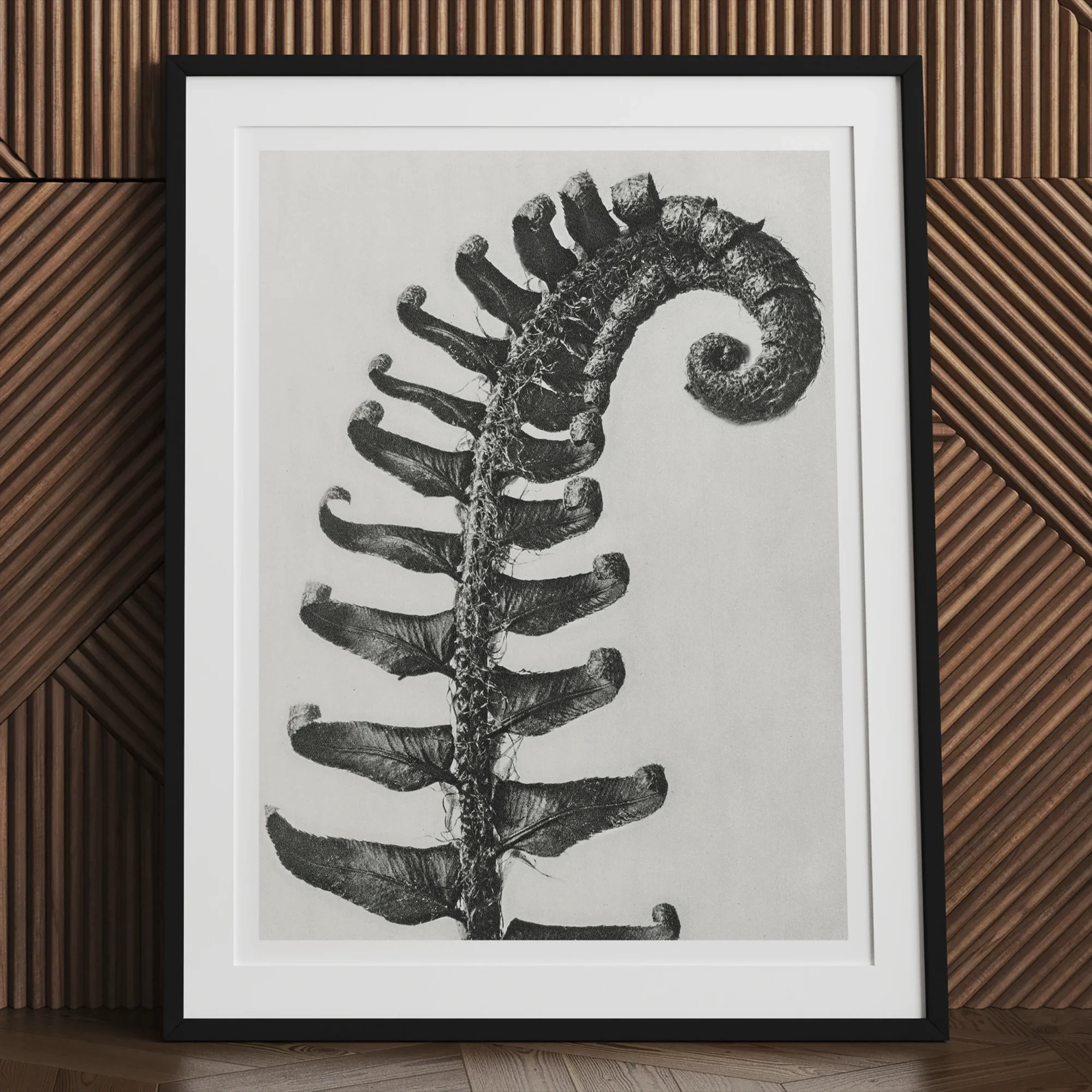 Polystichum Munitum (prickly Shield–fern) - Karl Blossfeldt Art Print, Curled Fern Frond Symmetrical Leaflets Black White