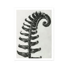Polystichum Munitum (prickly Shield–fern) - Karl Blossfeldt Art Print, Fern Frond Photographed Black White