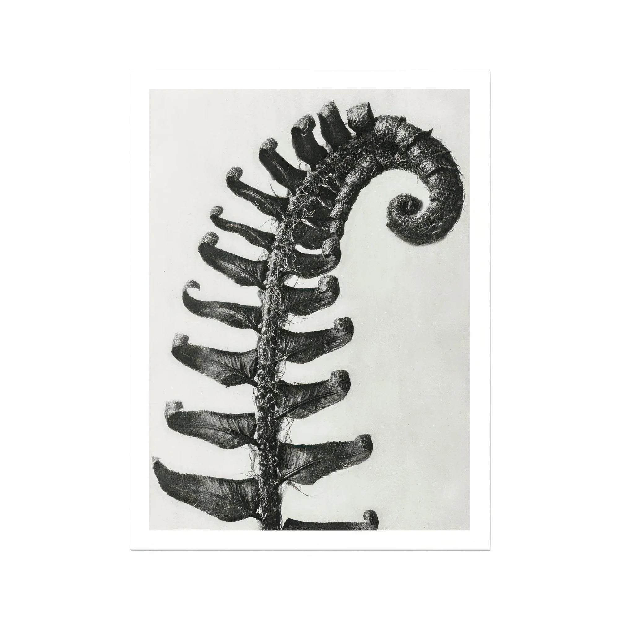 Polystichum Munitum (prickly Shield–fern) - Karl Blossfeldt Art Print, Fern Frond Photographed Black White