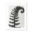 Polystichum Munitum (prickly Shield–fern) - Karl Blossfeldt Art Print, Fern Frond Photographed Black White