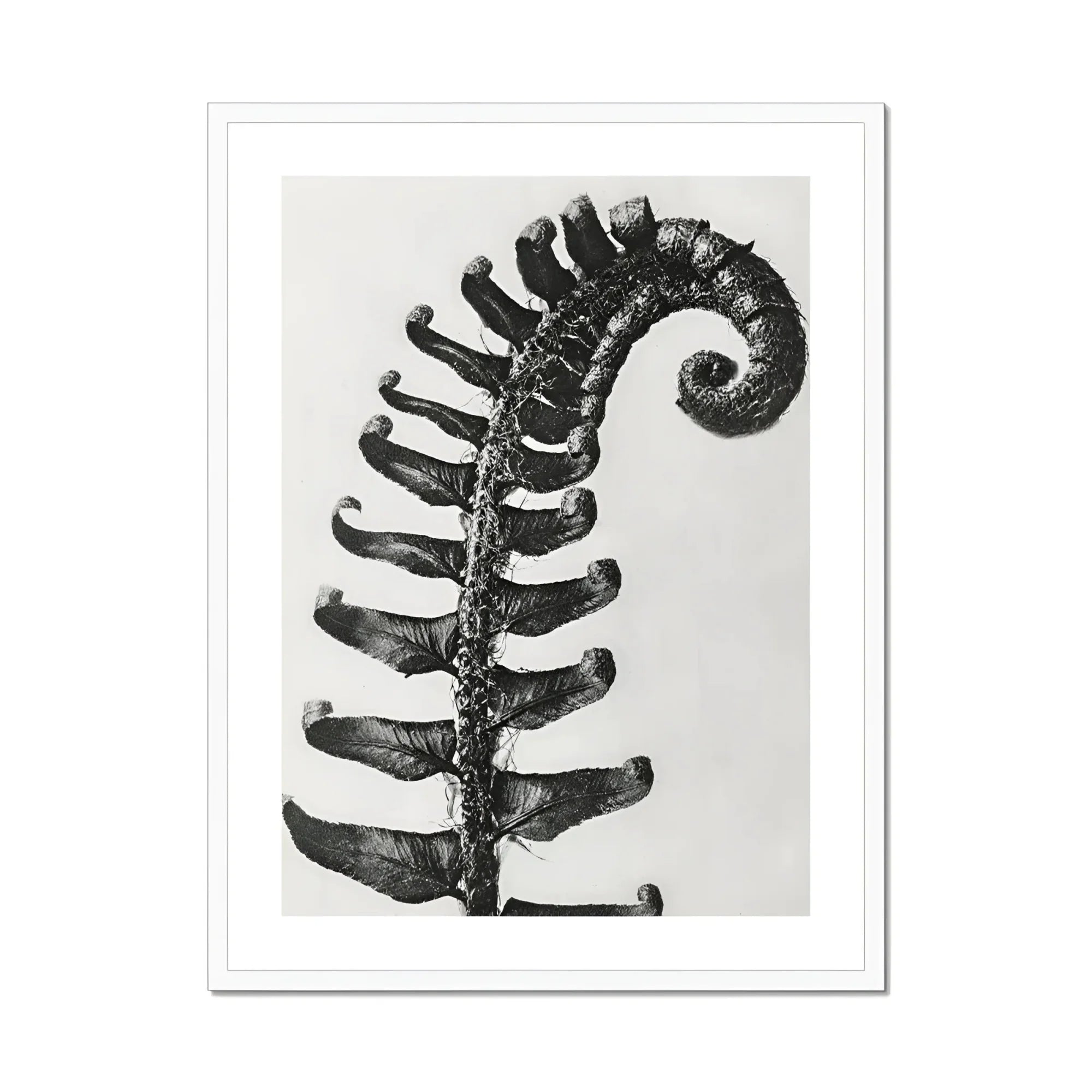 Polystichum Munitum (prickly Shield–fern) - Karl Blossfeldt Art Print, Fern Frond Photographed Black White