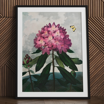 Pontic Rhododendron - Lámina artística de Robert John Thornton / Lienzo, 24x32’’ / 61x81cm / Marco negro / Paspartú, Pósters, impresiones y arte visual,