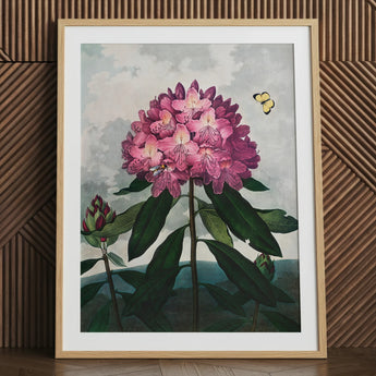 Pontic Rhododendron - Lámina artística de Robert John Thornton / Lienzo, 24x32’’ / 61x81cm / Marco natural / Paspartú, Pósters, impresiones y visual
