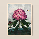 Pontic Rhododendron - Robert John Thornton Art Print / Canvas, 12x16’’ / 31x41cm / Natural Frame, Posters Prints & Visual Artwork, Toby Leon