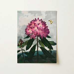 Pontic Rhododendron - Robert John Thornton Art Print / Canvas, 12x16’’ / 31x41cm / Unframed / no Border, Posters Prints & Visual Artwork,
