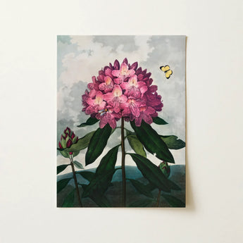 Pontic Rhododendron - Robert John Thornton Art Print / Canvas, 12x16’’ / 31x41cm / Unframed / no Border, Posters Prints & Visual Artwork,