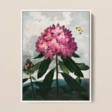 Pontic Rhododendron - Robert John Thornton Art Print / Canvas, 12x16’’ / 31x41cm / White Frame, Posters Prints & Visual Artwork, Toby Leon
