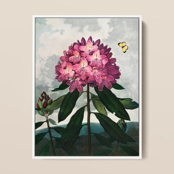 Pontic Rhododendron - Robert John Thornton Art Print / Canvas, 12x16’’ / 31x41cm / White Frame, Posters Prints & Visual Artwork, Toby Leon