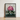 Framed Botanical Illustration Vibrant Cluster Pink Rhododendron Blossoms Robert John Thornton, Pontic, Thornton’s
