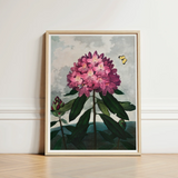 Pontic Rhododendron - Robert John Thornton Art Print / Canvas Framed Botanical Illustration Vibrant Cluster Deep Pink, Thornton’s Prints