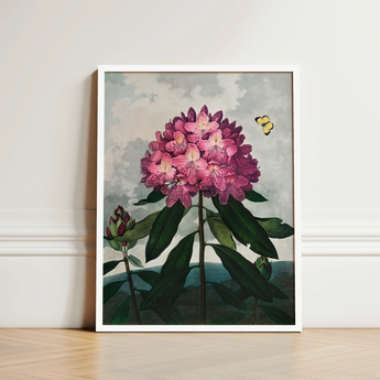 Pontic Rhododendron - Robert John Thornton Art Print / Canvas Framed Botanical Illustration Vibrant Cluster Pink Flowers, Thornton’s Prints