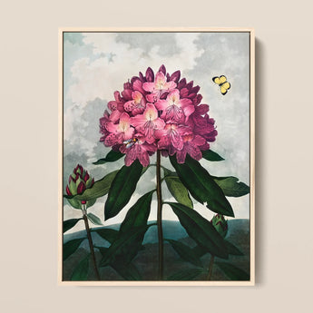 Pontic Rhododendron - Robert John Thornton Art Print / Canvas Framed Botanical Illustration Vibrant Cluster Pink Rhododendron Blossoms