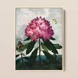 Pontic Rhododendron - Robert John Thornton Art Print / Canvas Framed Botanical Illustration Vibrant Cluster Pink Blossoms, Thornton’s Prints