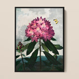 Pontic Rhododendron - Robert John Thornton Art Print / Canvas Framed Botanical Illustration Vibrant Cluster Pink Rhododendron Blossoms