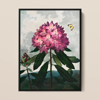 Pontic Rhododendron - Robert John Thornton Art Print / Canvas Framed Botanical Illustration Vibrant Cluster Pink Rhododendron Blossoms