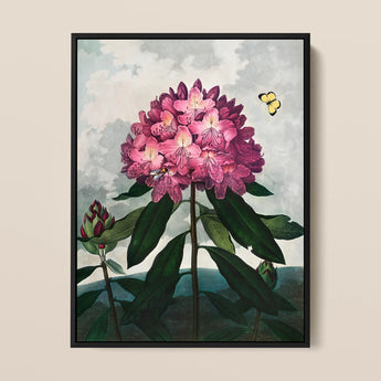 Pontic Rhododendron - Robert John Thornton Art Print / Canvas Framed Botanical Illustration Vibrant Cluster Pink Blossoms, Thornton’s Prints