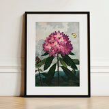 Pontic Rhododendron - Robert John Thornton Art Print / Canvas Framed Botanical Illustration Vibrant Cluster Pink Blossoms, Thornton’s Prints