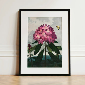 Pontic Rhododendron - Robert John Thornton Art Print / Canvas Framed Botanical Illustration Vibrant Cluster Pink Blossoms, Thornton’s Prints
