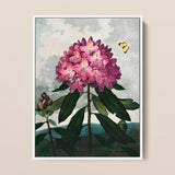 Pontic Rhododendron - Robert John Thornton Art Print / Canvas Framed Botanical Illustration Vibrant Cluster Pink Flowers, Thornton’s Prints