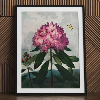 Pontic Rhododendron - Robert John Thornton Art Print / Canvas Framed Botanical Illustration Vibrant Cluster Pink Flowers, Thornton’s Prints