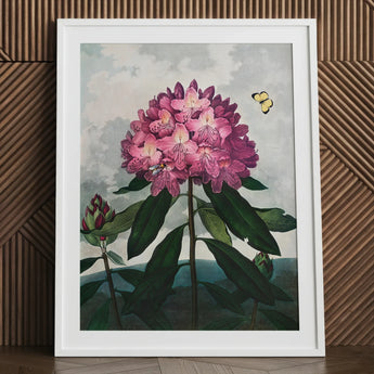 Pontic Rhododendron - Robert John Thornton Art Print / Canvas Framed Botanical Illustration Vibrant Cluster Pink Flowers, Thornton’s Prints
