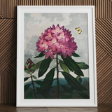 Pontic Rhododendron - Robert John Thornton Art Print / Canvas Framed Botanical Illustration Vibrant Cluster Pink Rhododendron Flowers