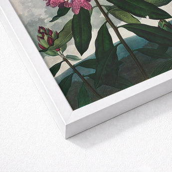 Pontic Rhododendron - Robert John Thornton Art Print / Canvas Framed Botanical Illustration Vibrant Pink Blossoms Deep, Thornton’s Prints