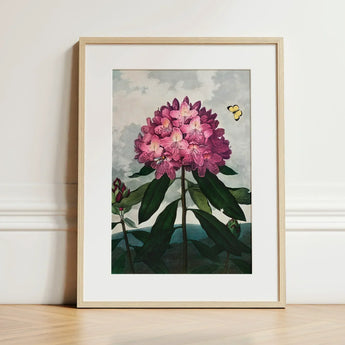 Pontic Rhododendron - Robert John Thornton Art Print / Canvas Framed Botanical Vibrant Pink Bloom Lush, Thornton’s Prints
