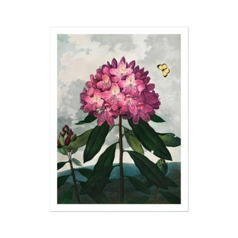 Pontic Rhododendron - Robert John Thornton Art Print / Canvas Pink Rhododendron Bloom Dark Green Leaves Two Butterflies Robert John