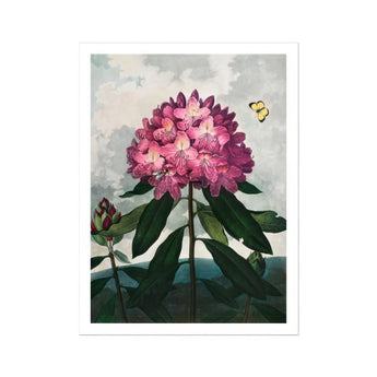 Pontic Rhododendron - Robert John Thornton Art Print / Canvas Pink Bloom Dark Green Leaves Two Butterflies, Thornton’s Prints