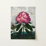 Pontic Rhododendron - Robert John Thornton Art Print / Canvas Vibrant Pink Rhododendron Bloom Deep Magenta Accents Lush Robert John