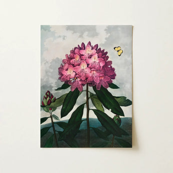 Pontic Rhododendron - Robert John Thornton Art Print / Canvas Vibrant Pink Rhododendron Bloom Deep Magenta Accents Lush Robert John