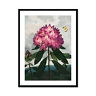 Pontic Rhododendron - Robert John Thornton Art Print, Pink Rhododendron Bloom Dark Green Leaves Two Butterflies