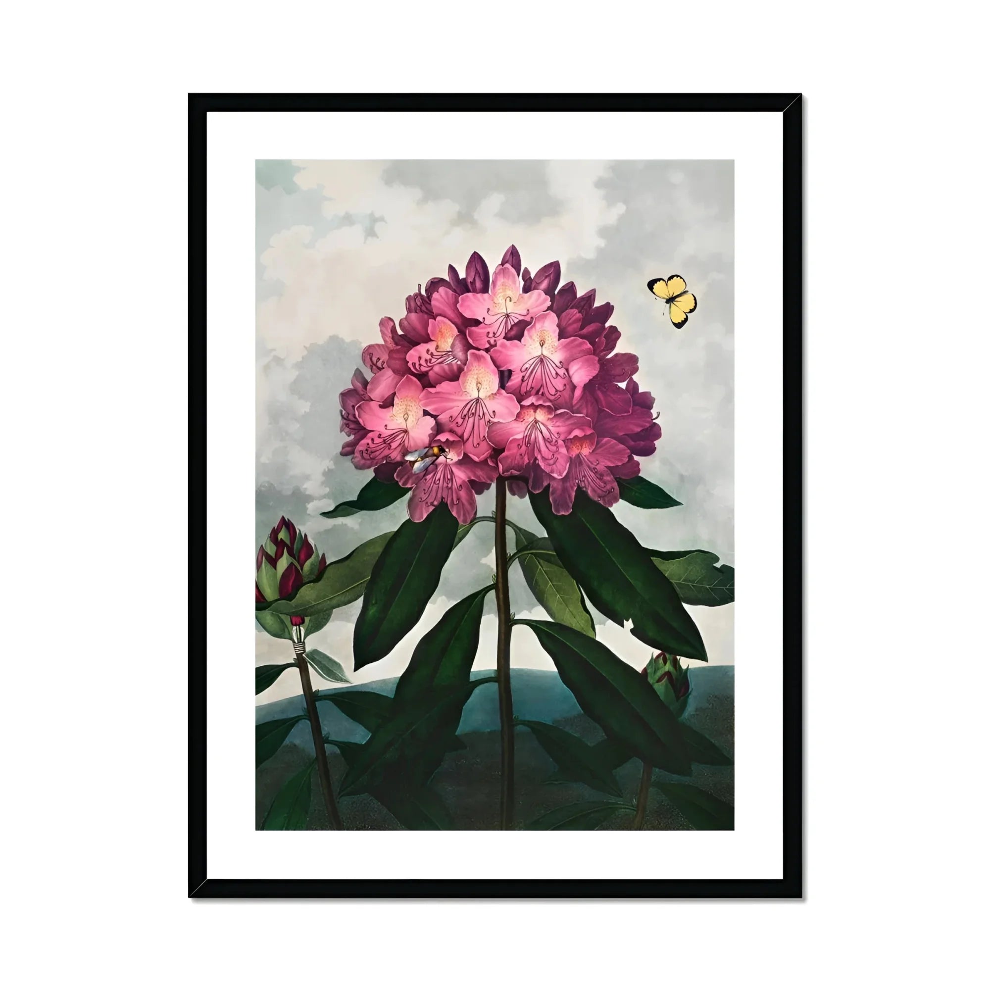 Pontic Rhododendron - Robert John Thornton Art Print, Pink Rhododendron Bloom Dark Green Leaves Two Butterflies