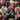 Pontic Rhododendron - Robert John Thornton Phone Case, Thorpe Iphone