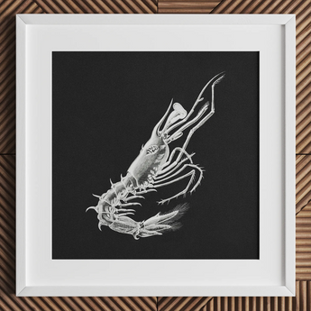Gambero - Stampa artistica di vita marina di Ernst Haeckel / Canvas, 12x12’’ / 31x31cm / Cornice bianca / Passe-partout, Poster, stampe e opere d’arte visiva, Toby Leon