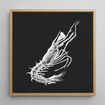 Prawn - Ernst Haeckel Marine Life Art Print / Canvas, 12x12’’ / 31x31cm / Natural Frame, Posters Prints & Visual Artwork, Toby Leon