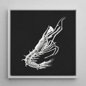 Prawn - Ernst Haeckel Marine Life Art Print / Canvas, 12x12’’ / 31x31cm / White Frame, Posters Prints & Visual Artwork, Toby Leon