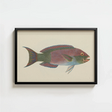 Framed Vintage-style Illustration Colorful Parrotfish Iridescent Pink Green Luigi Balugani, Kaleidoscopic Queen, Balugani’s 18th-century