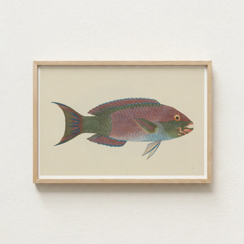 Framed Illustration Colorful Parrotfish Iridescent Pink Green Blue Luigi Balugani, Kaleidoscopic Queen, Balugani’s 18th-century Brush
