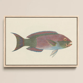 Queen Parrotfish - Luigi Balugani Sea Life Art Print / Canvas, 18x12’’ / 46x31cm / Natural Frame, Posters Prints & Visual Artwork, Toby Leon