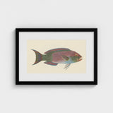 Queen Parrotfish - Luigi Balugani Sea Life Art Print / Canvas Framed Illustration Colorful Iridescent Pink Green Blue, Kaleidoscopic,