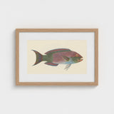 Queen Parrotfish - Luigi Balugani Sea Life Art Print / Canvas Framed Illustration Colorful Pink Green Blue Hues, Kaleidoscopic, Balugani’s