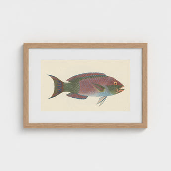 Queen Parrotfish - Luigi Balugani Sea Life Art Print / Canvas Framed Illustration Colorful Pink Green Blue Hues, Kaleidoscopic, Balugani’s