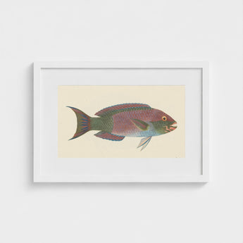 Queen Parrotfish - Luigi Balugani Sea Life Art Print / Canvas Framed Vintage-style Illustration Colorful Iridescent Pink Green,